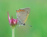 Czerwończyk żarek (Lycaena phlaeas)