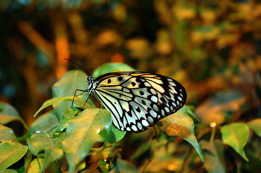 butterfly