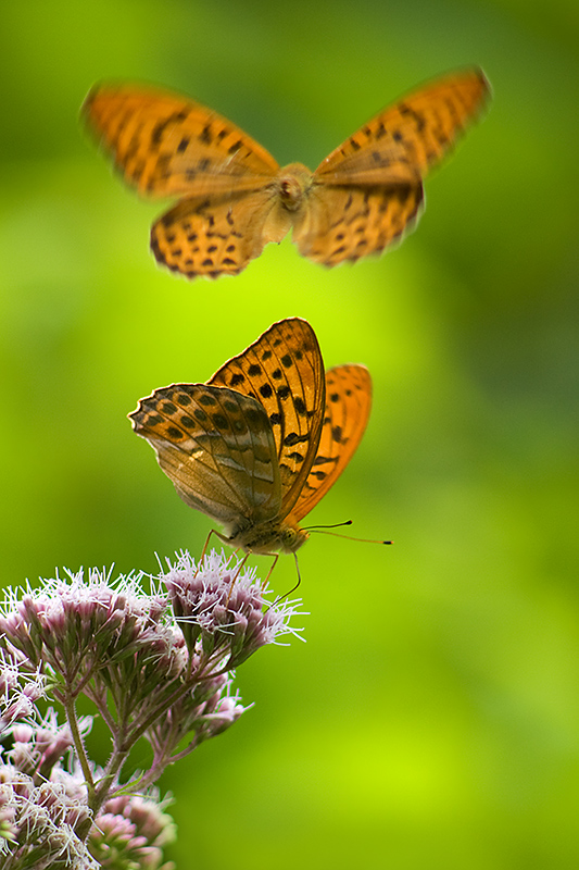 Dostojka malinowiec (Argynnis paphia)