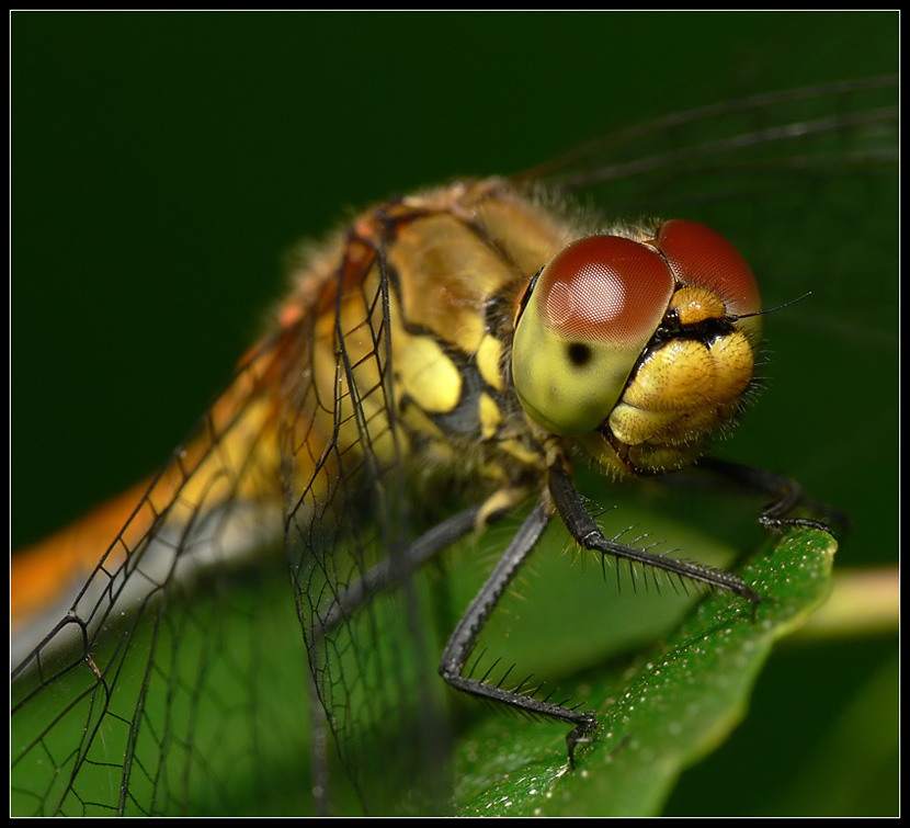 Szablak krwisty (Sympetrum sanguineum)