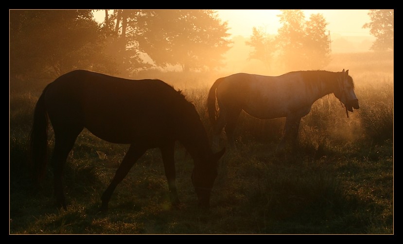 Horses at dawn