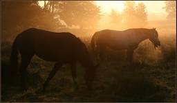 Horses at dawn