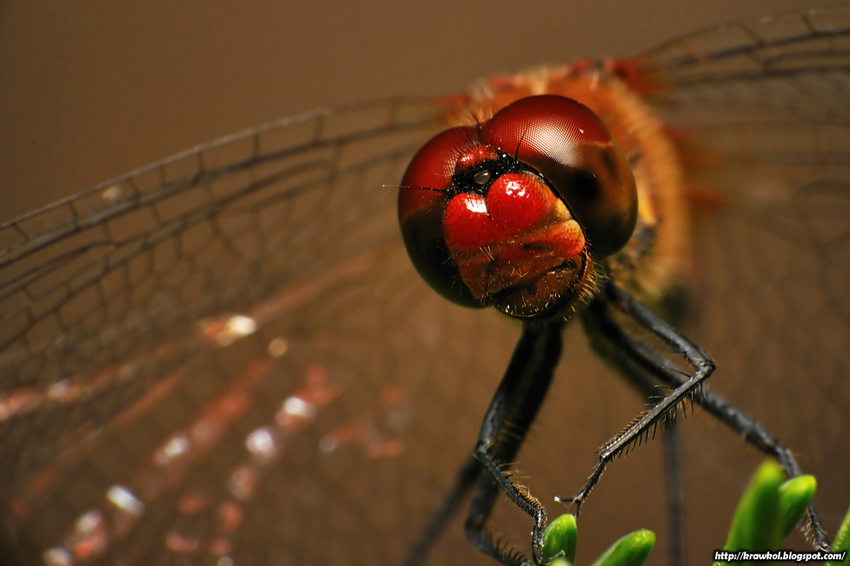 Sympetrum sanguineum (Szablak krwisty)