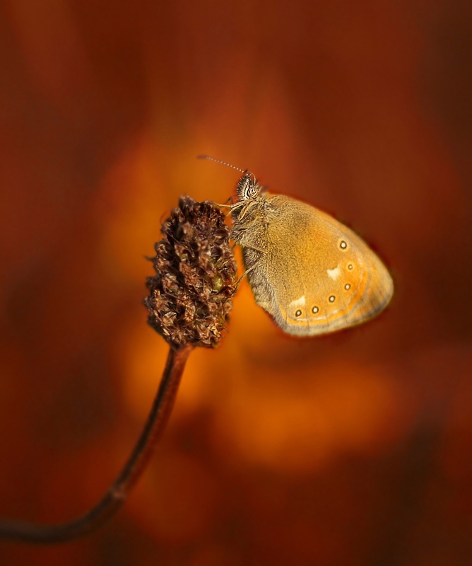 Zachód słońca i motyl