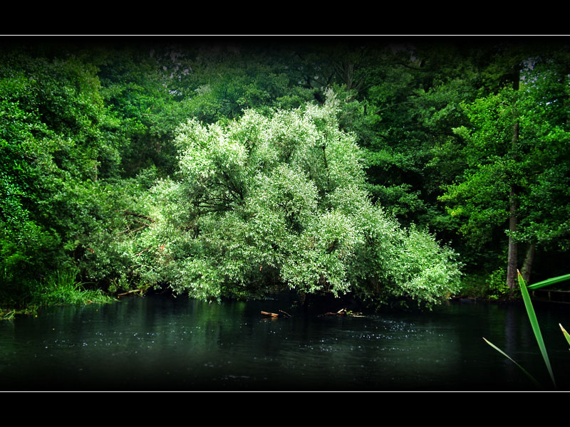 Alone In The Green