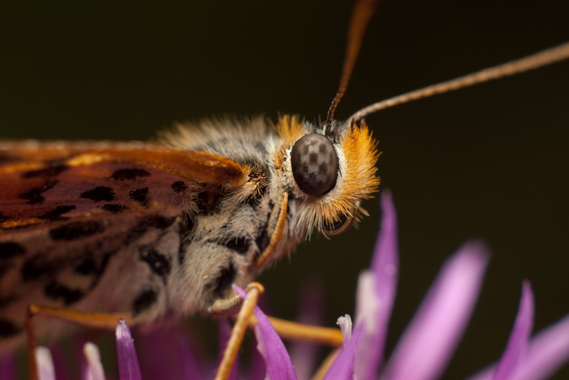 MoTyL