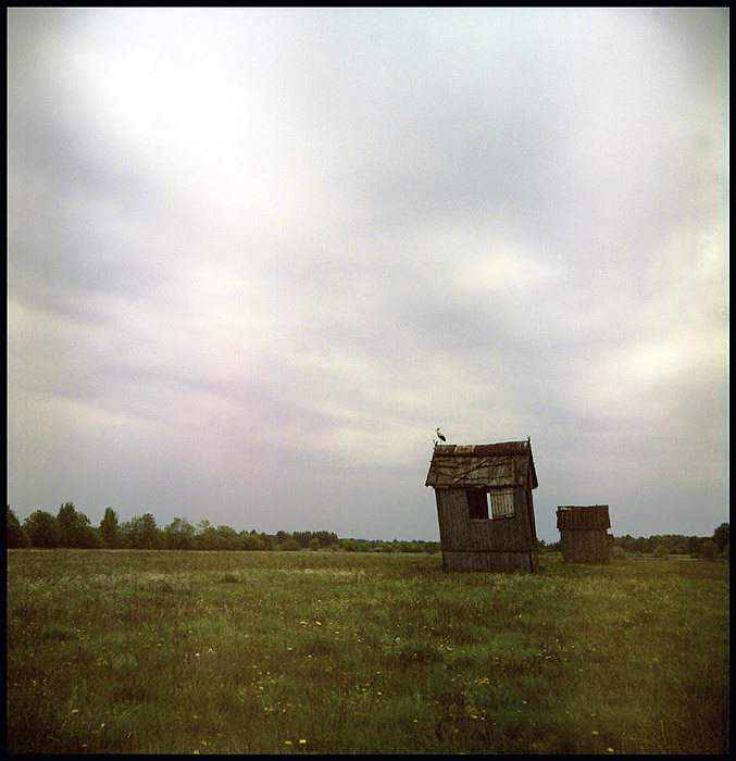 Bociek w Szymkach