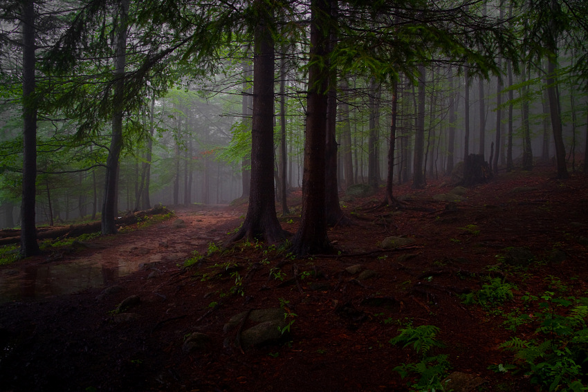 Scary Forest.