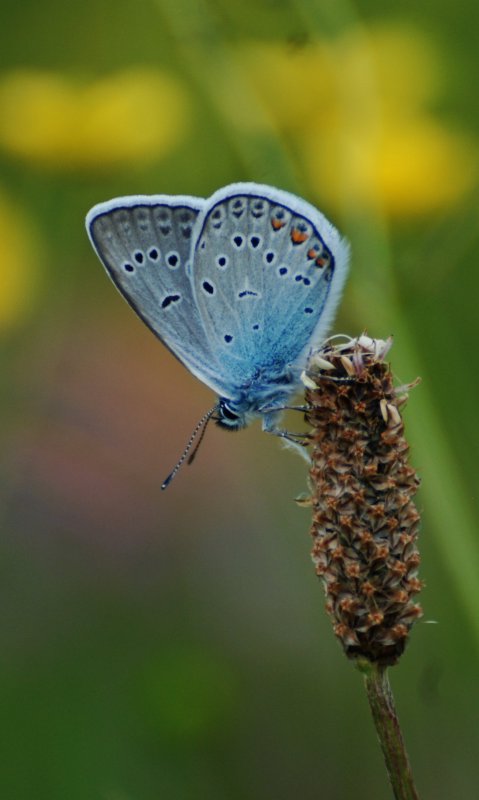 Modraszek  amandus  Agrodiaetus amanda