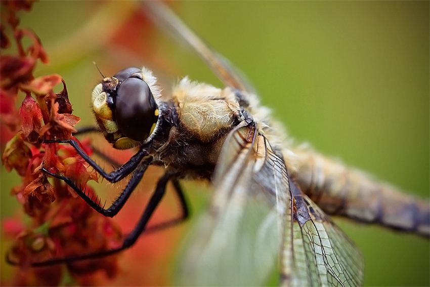 Male zblizenie