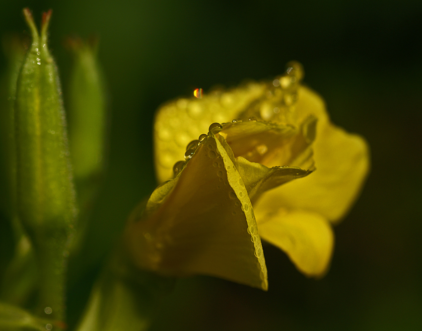 Gdy poranne leżą rosy