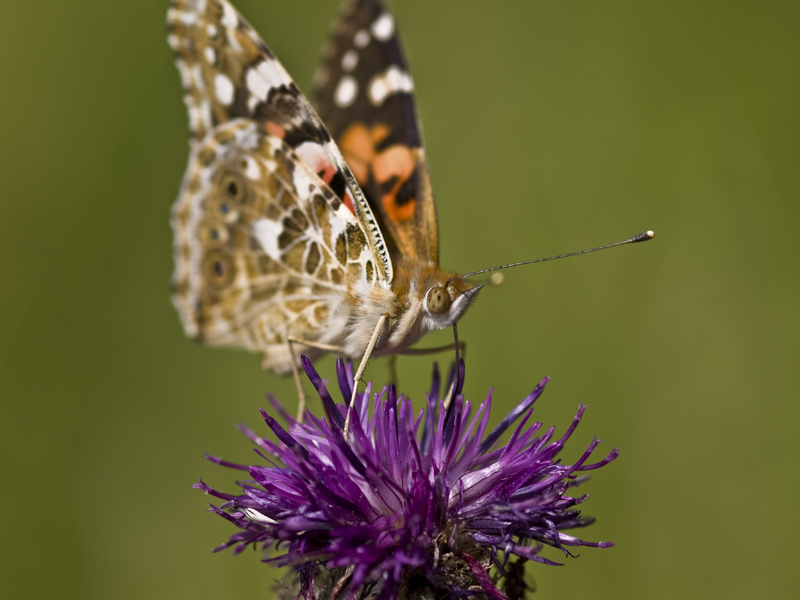 Motyl