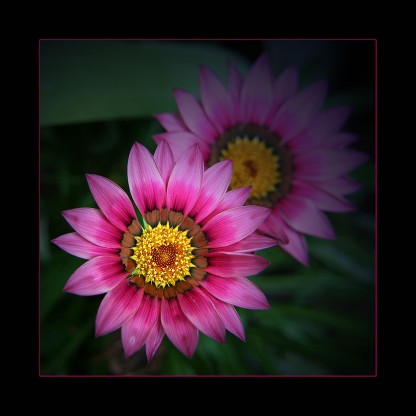 Gazania