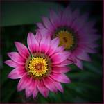 Gazania