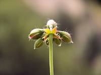 kwitnąca pelargonia