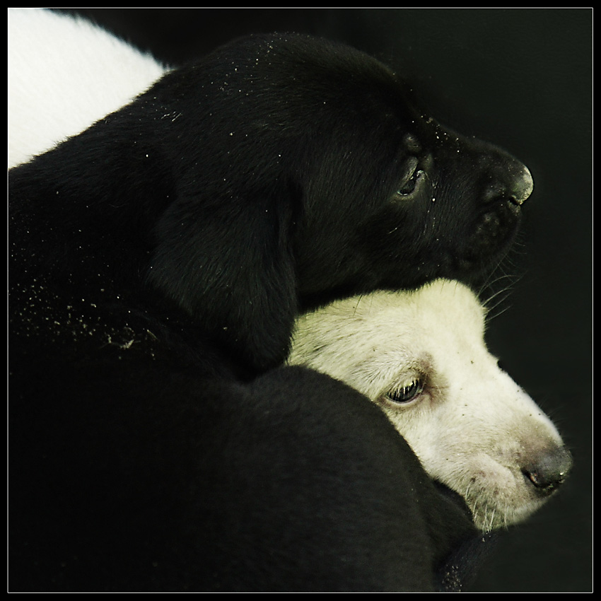 Yin & Yang