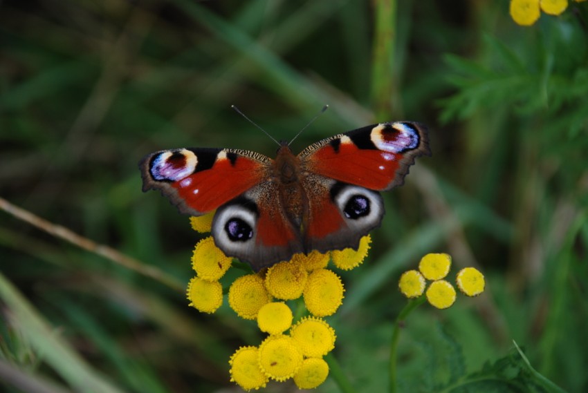 Motyl