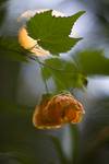 Abutilon, czyli "klonik"