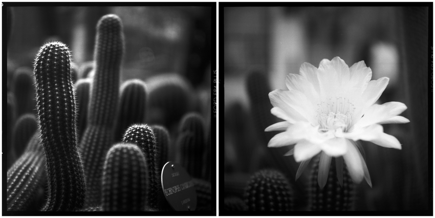 echinopsis candicans. cactaceae