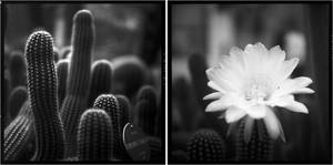 echinopsis candicans. cactaceae