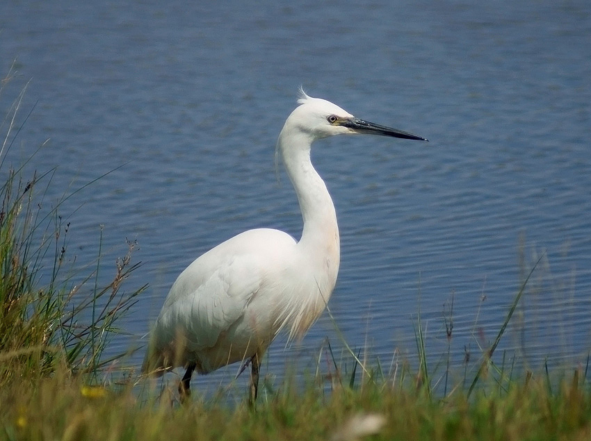 Czapla nadobna