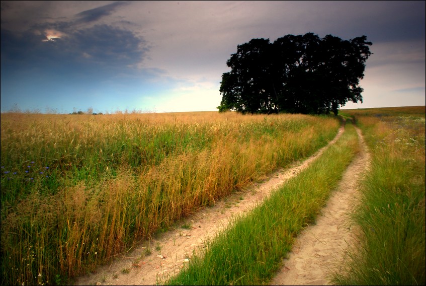 Polna ścieżka