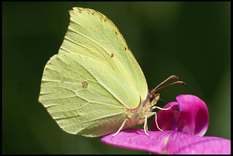 motyl