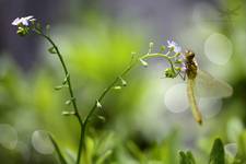 Sympetrum