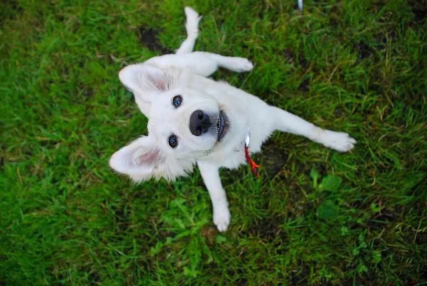 white on the grass