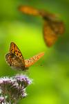 Dostojka malinowiec (Argynnis paphia)