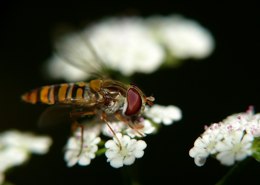 bzyg prążkowany (Episyrphus balteatus)