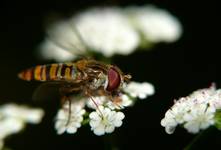 bzyg prążkowany (Episyrphus balteatus)