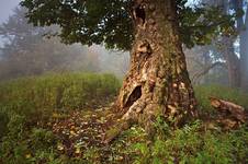 Old guy from Karpaty