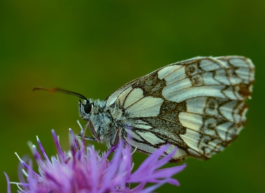 Polowiec szachownica