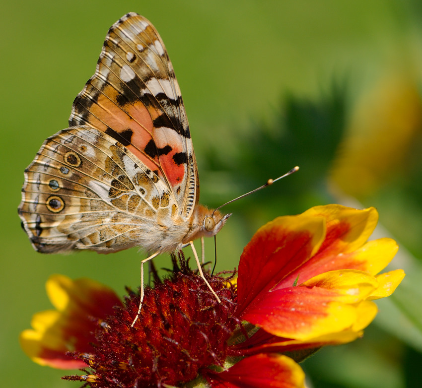 Psychodeliczny motyl (Rusałka osetnik, Vanessa cardui)