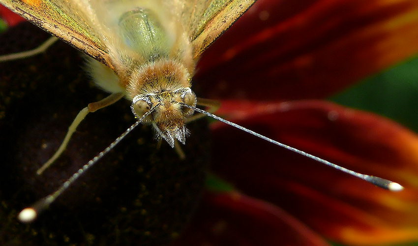 To jedt piękny MOTYL - dowód na następnym zdjęciu