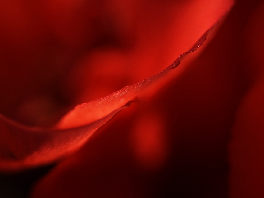 moje pelargonie