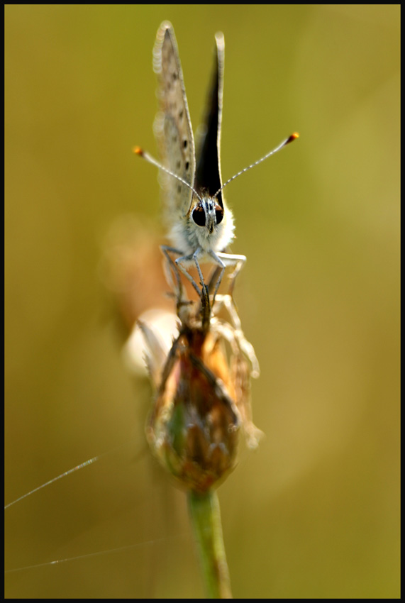 Motyl