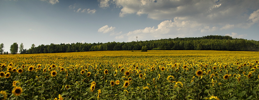 Słoneczniki