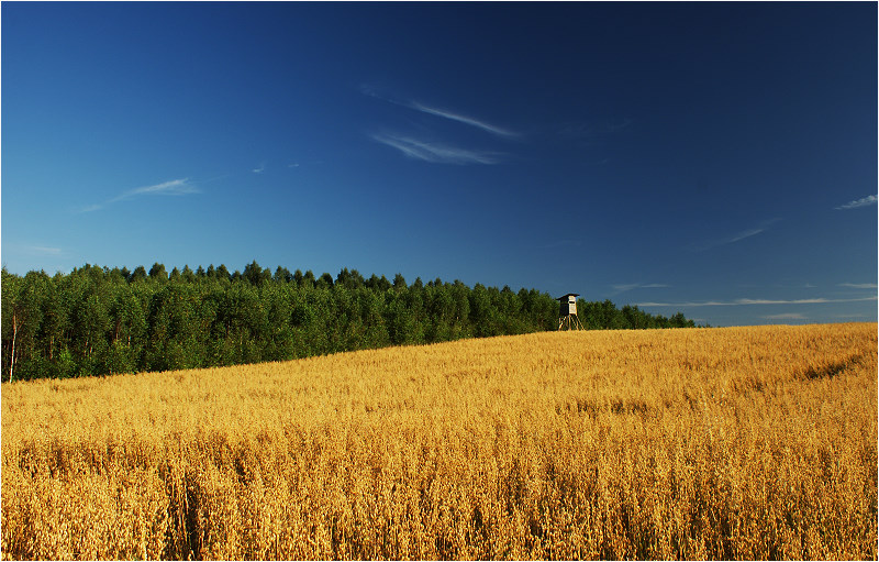 Na skraju lasu