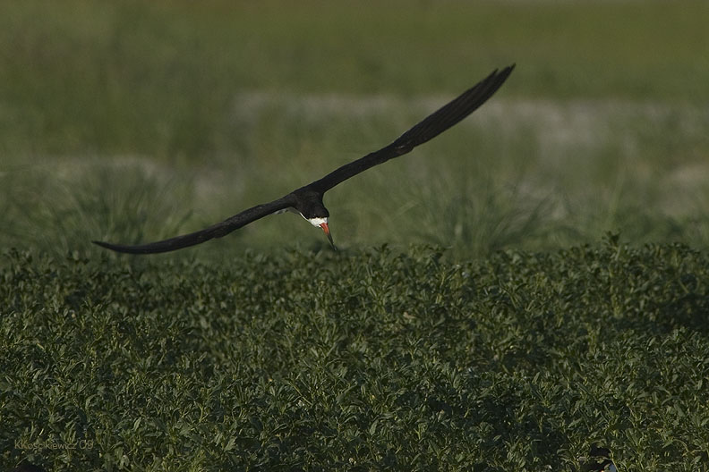 Brzytwodziob, Rynchops niger, Black Skimmer