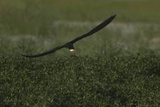 Brzytwodziob, Rynchops niger, Black Skimmer