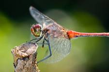 Szablak krwisty (Sympetrum sanguineum)