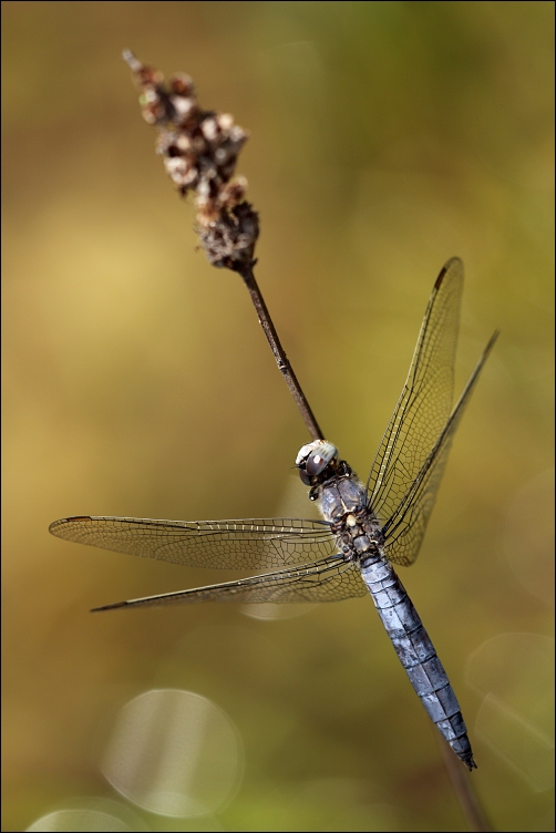 Orthetrum brunneum | vážka, lecicha poludniova