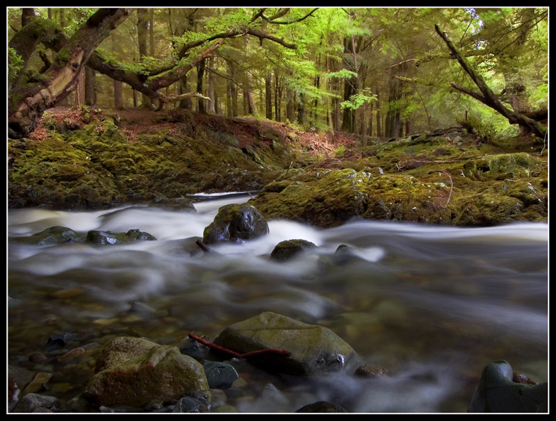 Tollymore Forest Park