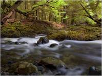 Tollymore Forest Park