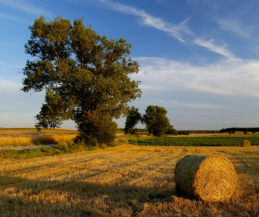 Żniwa, żniwa i po żniwach