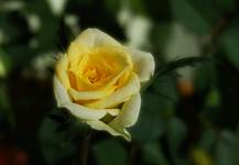 The Yellow Rose