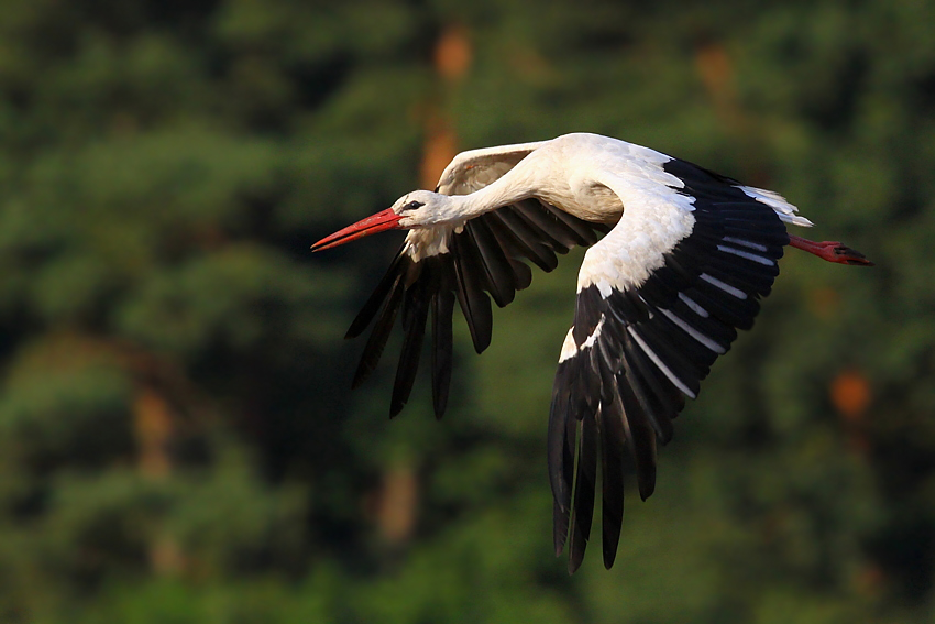 Bocian biały Ciconia ciconia