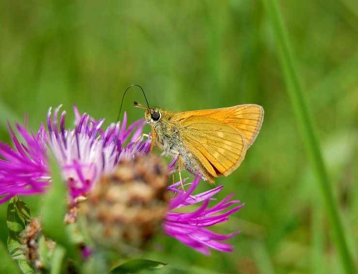 zbliżenia2